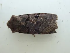 Stirrup and Spear Dart thumbnail 2