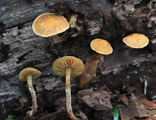 Galerina olympiana
