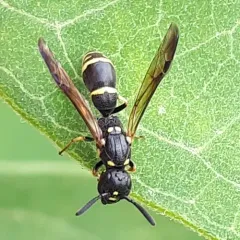 Symmorphus canadensis thumbnail 2