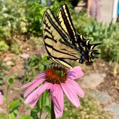 Two-tailed Swallowtail thumbnail 3
