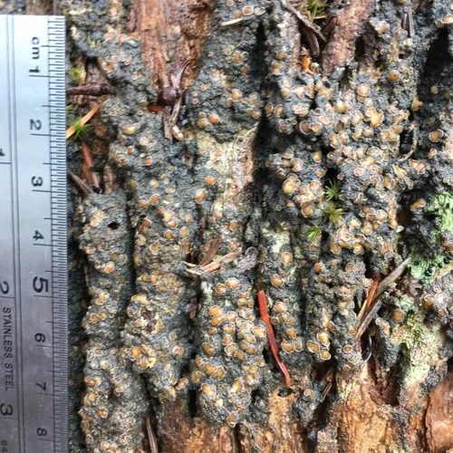 Brown-gray Moss-shingle Lichen