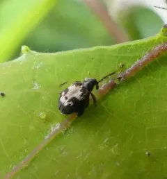 Tachyerges ephippiatus thumbnail 3