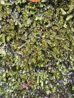 transparent flapwort thumbnail 2