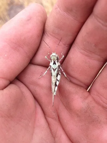 Kiowa Grasshopper