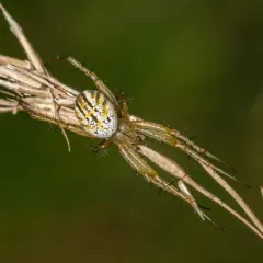 lined orbweaver thumbnail 4