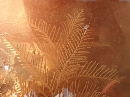 Hydrallmania falcata