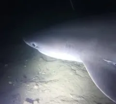 Bluntnose Sixgill Shark thumbnail 4