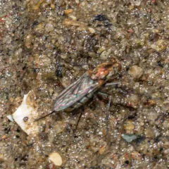 Tachytrechus vorax thumbnail 3