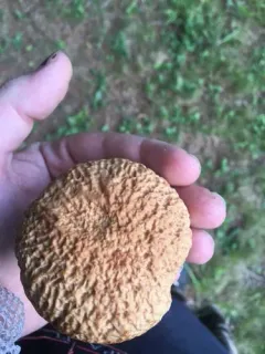 wrinkled bolete thumbnail 2