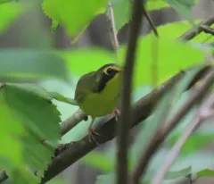 Kentucky Warbler thumbnail 2