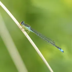 Rainbow Bluet thumbnail 3