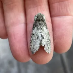 Mottled Prominent thumbnail 4