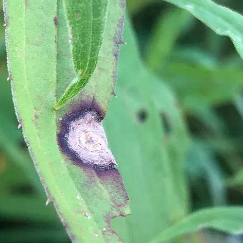 Carbonifera goldenrod gall midge