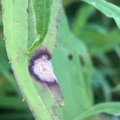 Carbonifera goldenrod gall midge thumbnail 1