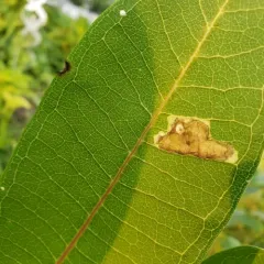 Milkweed Leaf-miner Fly thumbnail 4