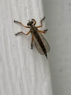 Neomochtherus pallipes thumbnail 3