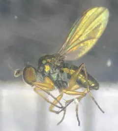 Chrysotus picticornis thumbnail 2