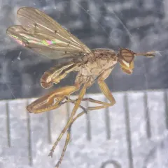 Sepedon armipes thumbnail 4