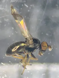 Hydrellia formosa thumbnail 4