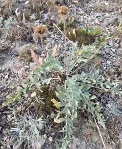 Hoary Balsamroot thumbnail 4