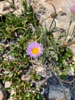 Lackschewitz's Fleabane thumbnail 2