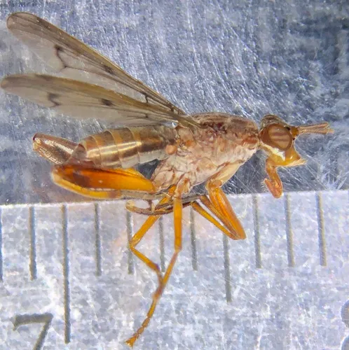 Sepedon gracilicornis
