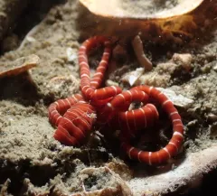 Tubulanus albocinctus thumbnail 3