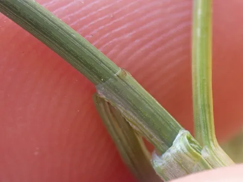 incurved sedge