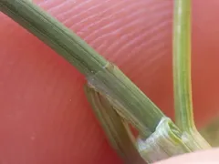 incurved sedge thumbnail 1