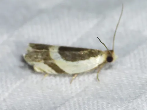 Half-oval Leaffolder Moth
