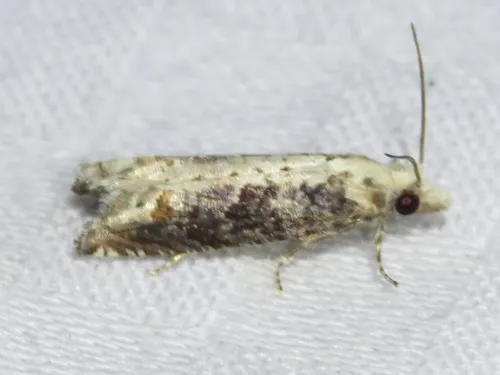 Suleima cinerodorsana