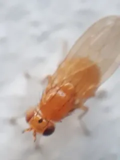 Camptoprosopella slossonae thumbnail 4