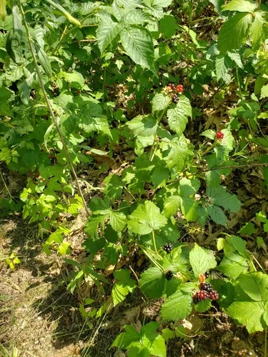Yankee Blackberry