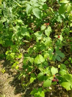 Yankee Blackberry thumbnail 1