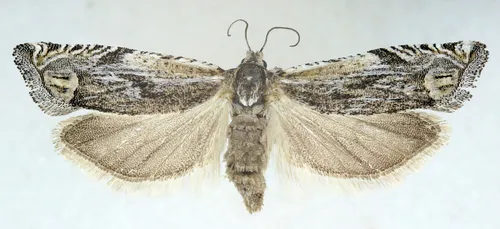 Eucosma migratana