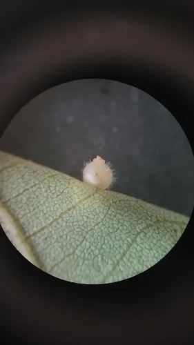 Hickory Spiny Ball Gall Midge