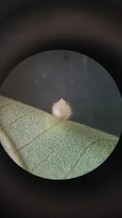 Hickory Spiny Ball Gall Midge thumbnail 1
