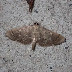 Serpentine Webworm Moth thumbnail 4