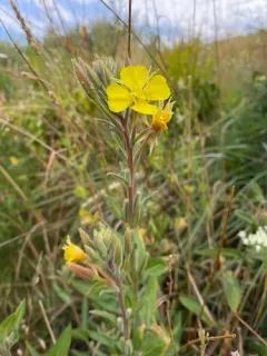 Wolf's Evening Primrose thumbnail 4