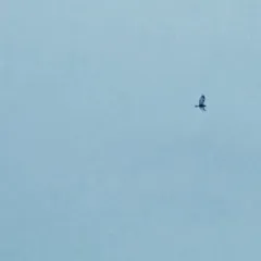 Rough-legged Hawk thumbnail 4