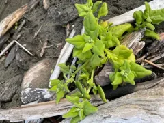 New Zealand Spinach thumbnail 2
