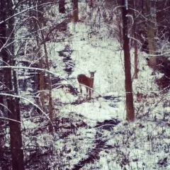 White-tailed Deer photo