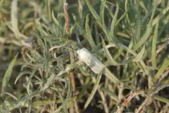 Greenish Dune Moth thumbnail 2