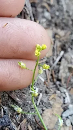 Alaska Draba thumbnail 2