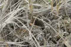 Cryptocheilus terminatus thumbnail 1