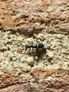 Phyllobaenus unifasciatus thumbnail 2