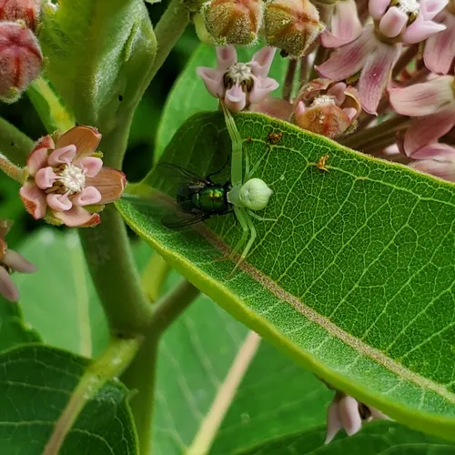 American Green Crab Spider