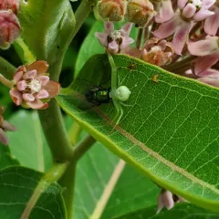 American Green Crab Spider thumbnail 1