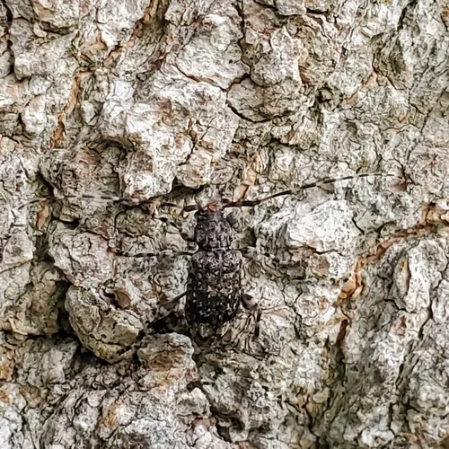 Variegated Longhorned Beetle