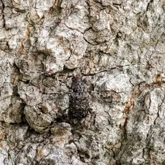 Variegated Longhorned Beetle thumbnail 1